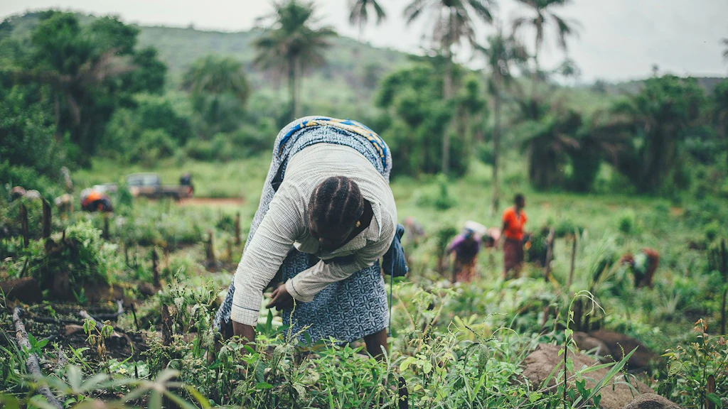 Field work in Sierra Leone